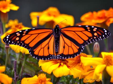 Orange Monarch Butterfly By Photosbyjem