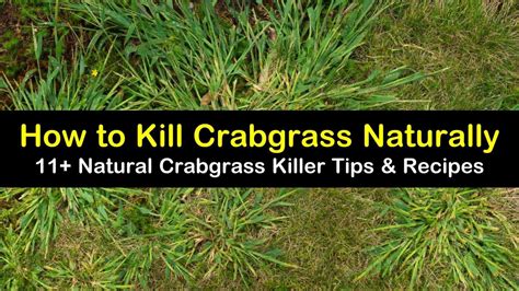 Effective Natural Methods To Kill Crabgrass