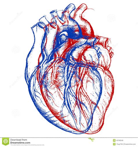 Coeur humain 3D illustration de vecteur. Illustration du organe - 43760249