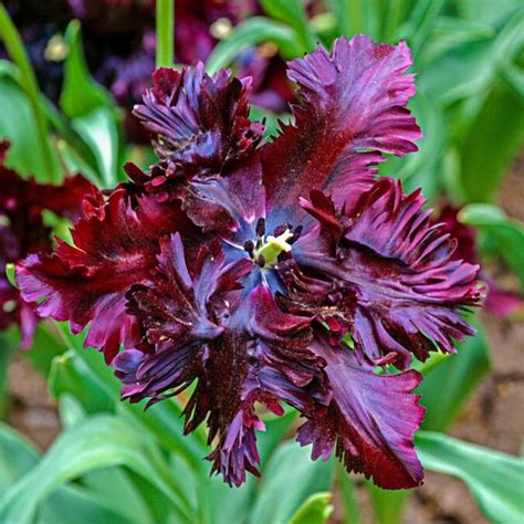 Brecks 25 Pack Black Parrot Tulip Bulbs In The Plant Bulbs Department