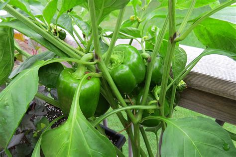 Remove any young green shoots that arise from below this spot as soon as they appear. These pepper plants are grown on my full sun deck and ...