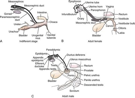 Canine Anatomical Diagrams