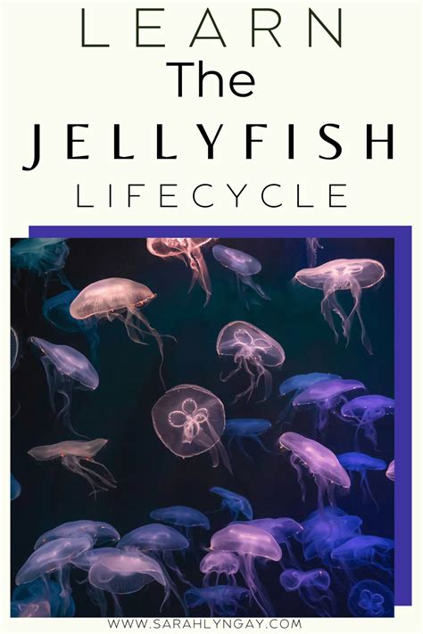 All About The Life Cycle Of A Jellyfish Sarah Lyn Gay