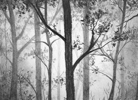 Misty Forest Drawing By Nolan Clark Fine Art America