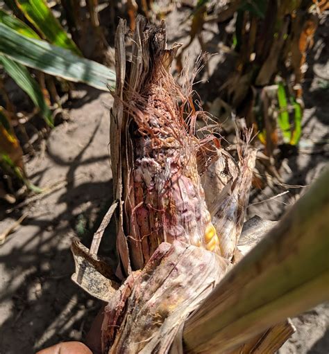 Gibberella And Fusarium Ear Rots Developing In Corn