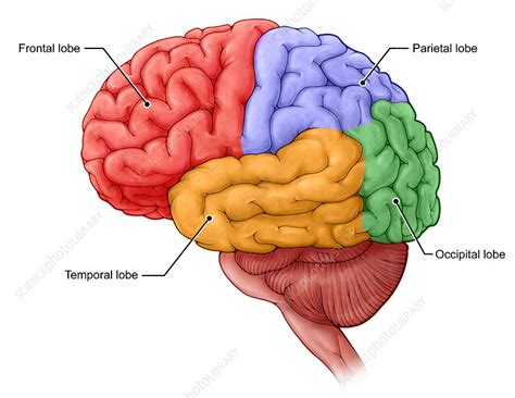 Lobes Of The Brain Stock Image C0305941 Science Photo Library