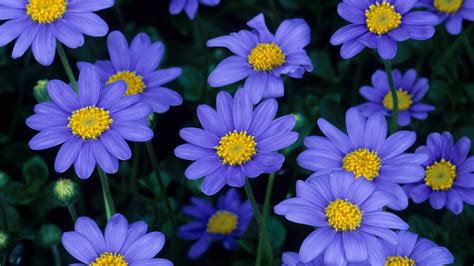 1920x1080 1920x1080 Flowers Blue Petals Wallpaper 