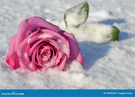 Fallen Rose In Snow Royalty Free Stock Photo Image 36896305