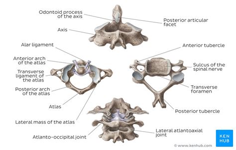 Cervical Spine Anatomy Ligaments Nerves And Injury Kenhub