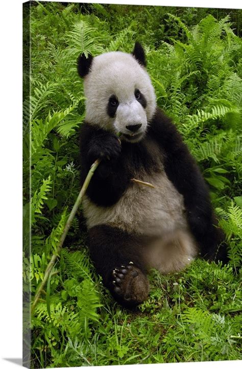 Giant Panda Eating Bamboo Wolong Reserve Sichuan Province China Wall