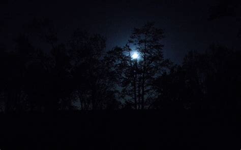 29 Dark Forest With Moon Wallpapers