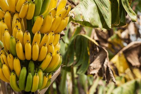 How To Grow Bananas From Seed