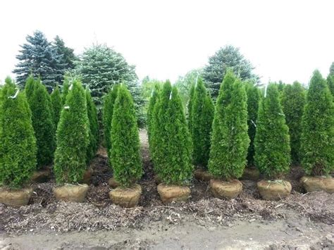 Fastest Growing Privacy Trees Arborvitae Landscaping Privacy