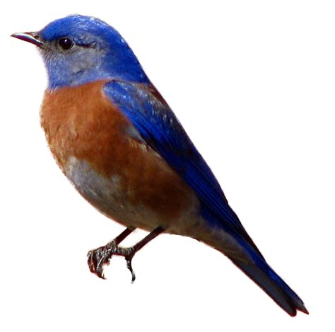 Fly High With Western Bluebird Cliparts