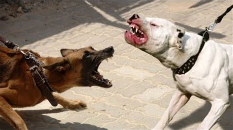 Top 10 Dog Breeds With Loudest Bark Petsbloglive