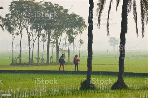 Young Bangladeshi Women Walk By The Rice Field In Dhaka Bangladesh