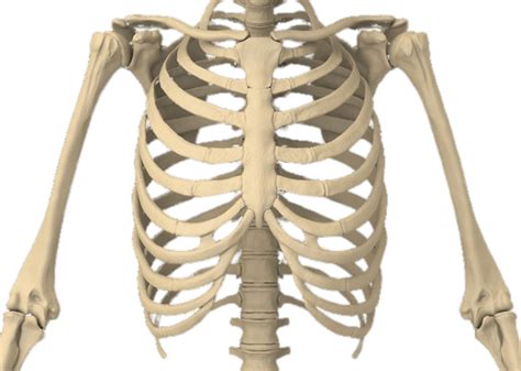 Rib Cage Transparent PNG StickPNG