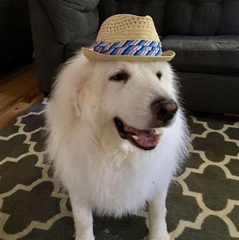 All New Adorable Dogs In Hats Will Make You Lol I Can Has Cheezburger