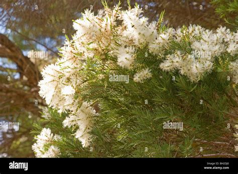 Melaleuca Alternifolia Tree In Bloom Stock Photo Alamy