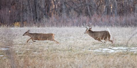 Secrets Of The Rut Whitetail Deer Role Reversal