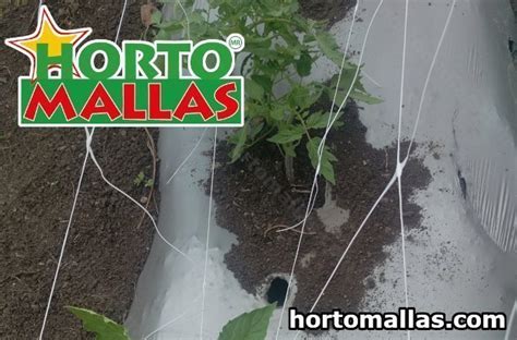 Tomato Support Net 3 Hortomallas™ Supporting Your Crops®