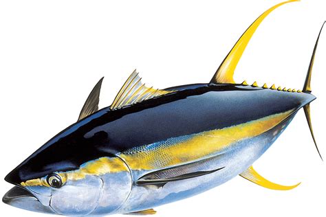 Yellowfin Tuna Buy Bass Fishing