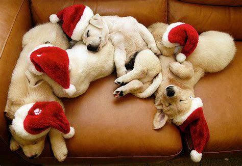 Funny Pictures Cute Dogs Welcome Christmas