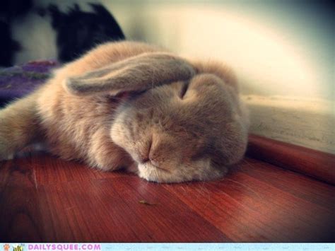 Abbit Bunny Cute Sleep Sleepy Image 267544 On