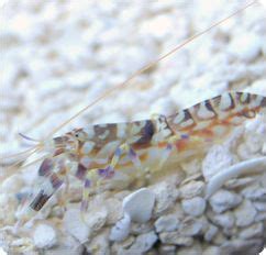 Tiger Pistol Shrimp Snapping Shrimp Alpheus Bellulus Goby Fish