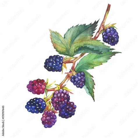 A Branch With Blackberry Fruit Rubus Genus Black Berries Garden