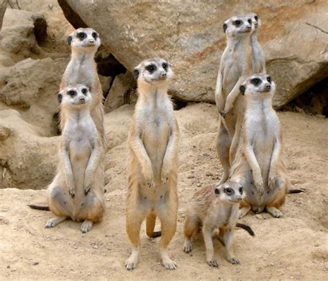 Meerkat Facts For Kids And Adults Pictures Video And In