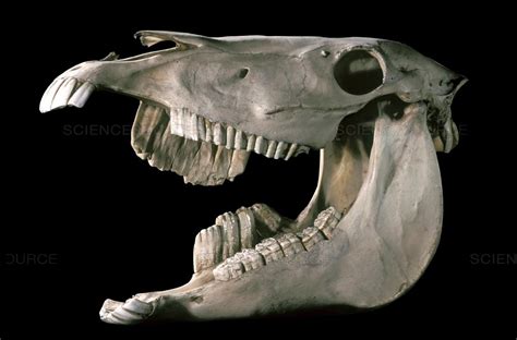 Image Result For Horse Skull Horse Skull Animal Skeletons Horses