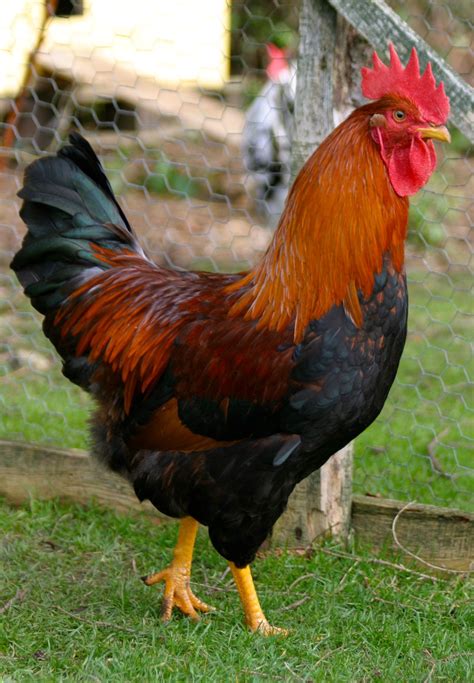 You can also get your hands. welsummer/ | Chickens backyard, Beautiful chickens, Best ...