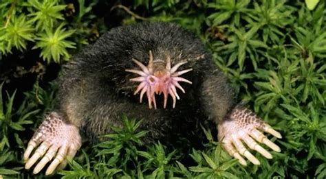 Facts About Moles Live Science