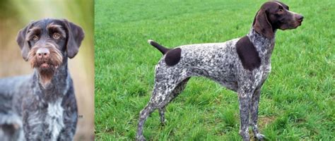 German Wirehaired Pointer Vs German Shorthaired Pointer Breed Comparison
