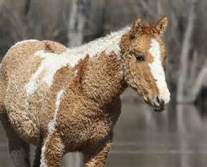 Behind Americas Most Unique Breed The Bashkir Curly Horse Horse Spirit