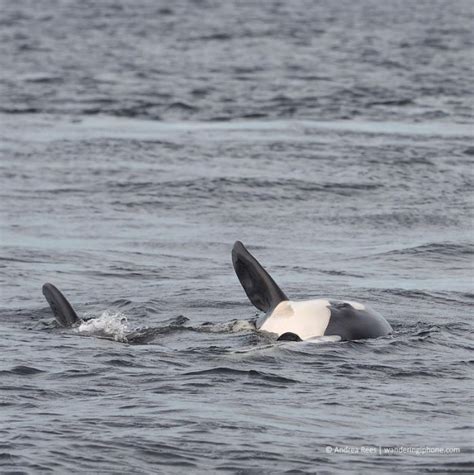 A Close Encounter With Orcas In British Columbia