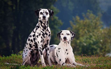 German Shorthaired Pointer Vs Dalmatian Breed Comparison
