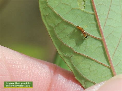 Gulf Fritillary Butterflies Size Nectar Plants Host Plants Photographs