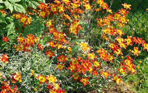 Bidens sundaica , (blume) coreopsis leucantha , l. Bienenfreundliche Bidens 'Funny Honey'