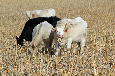 new profit centers for your cattle operation announce university of nebraska lincoln