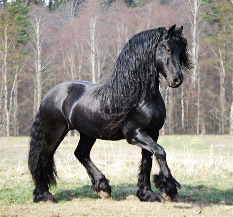3 Friesian Horse Colors Which Color Do You Like The Most Caballo