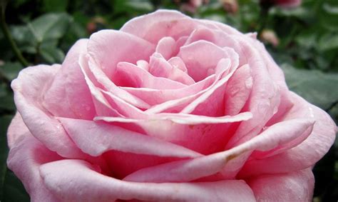 72 Best Pink Roses The Most Beautiful Flower In The World Images On