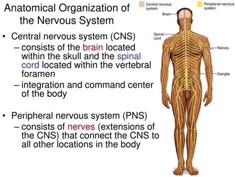 Ppt Anatomical Organization Of The Nervous System Powerpoint