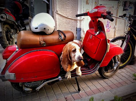 Basset Hound And A Vespa Basset Hound Basset Hound Dog