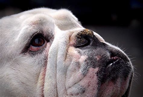 Why Your Dog Has Mucus In The Eyes And When To See The Veterinarian