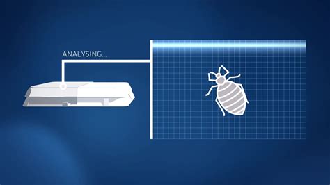 How To Identify And Treat Bed Bugs