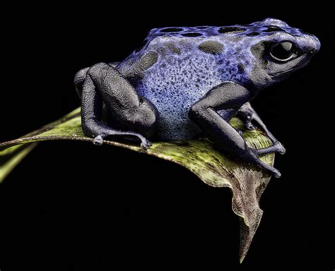 Blue Poison Dart Frog Photograph By Dirk Ercken