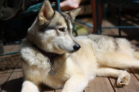 Timber Wolf German Shepherd Mix Puppies