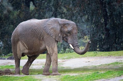 Premium Photo African Elephant Walking In The Rain